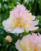 Paeonia lactiflora 'Top Brass' 4L image