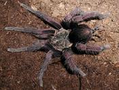 Colombian Giant Brown Tarantula | Pamphobeteus fortis (Med)