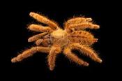 Peach Earth Tiger Tarantula (Aspinochilus rufus)