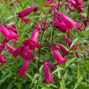 Penstemon 'Garnet' 2 Litre image