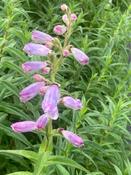 Penstemon 'Lady Hamilton' 2L image