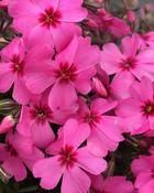 Phlox Goldiphlox Cherry (9cm) image