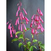Phygelius aequalis 'Sensation' 2 Litre image