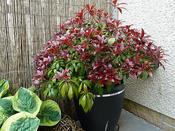 Pieris Japonica Katsura 2 Litre image