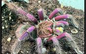 Pink Bloom Tarantula | Pamphobeteus sp. platyomma med image