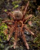 Pink foot goliath Birdeater Tarantula | Theraphosa apophysis med