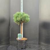 Pinus sylvestris 'Watereri' – Compact Scots Pine, 50cm Stem image