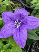 Platycodon Grandiflorus 'Astra Blue'