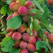 Plum 'Victoria' 10 Litre image