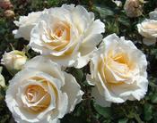 Poustinia Floribunda Rose 4.5 Litre image