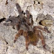 Costa Rican Orange Mouth | Psalmopoeus reduncus (Juvenile)