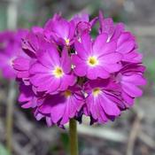 Primula denticulata Ruby 9cm
