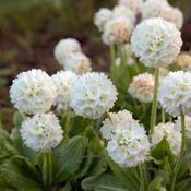 Primula denticulata White 9cm image