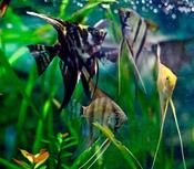 Angelfish Assorted (Large) image