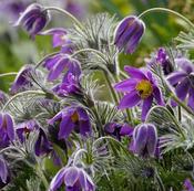 Pulsatilla vulgaris 'Violet Blue' 9cm image