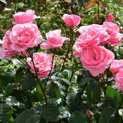 Queen Elizabeth Floribunda Rose 4.5 Litre