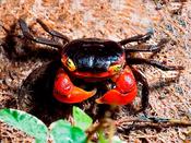 Red Apple Crab