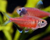 Red Line Tetra | Hyphessorbrycon amapaensis 2.5-3cm image
