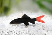 Shark Red Tail Black image