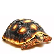 Red-foot Tortoise