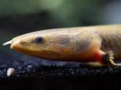 Reedfish | Erpetoichthys calabaricus 20-30cm