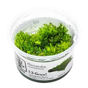 Riccardia Chamedryfolia 1-2 Grow image