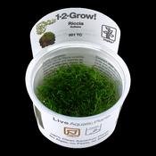 Riccia Fluitans 1-2 Grow
