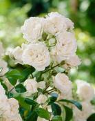Crystal Fairy Ground Cover Rose 4.5 Litre