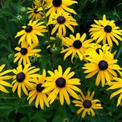 Rudbeckia fulgida 'Goldsturm' (9cm) image