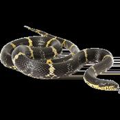 Russian Rat Snake