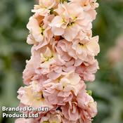 Column Stock 'Apricot'