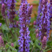 Salvia Sensation Blue image