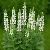 Salvia nemorosa 'Sensation White' 2 LItre image