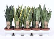 Sanseviera trifasciata mix P12