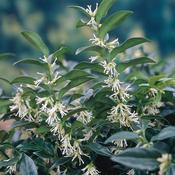 Sarcococca Confusa | Fragrant Sweet Box (2 Litre) image