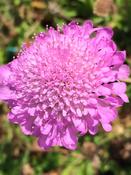 Scabiosa columbaria Pink Mist 2L - Looking Great image