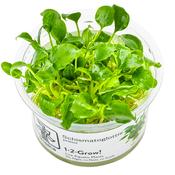 Schismatoglottis prietoi 1-2 Grow image