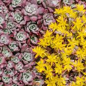 Sedum Purpureum 9cm image
