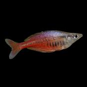 Sentani Rainbowfish | Chilatherina sentaniensis 4-5cm