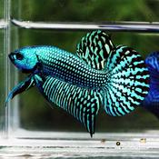 Siamese Fighter Alien Green | Betta male L