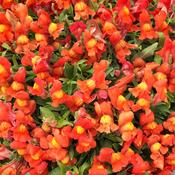Antirrhinum 'Candy Orange' (2 Litre)