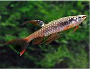 Splash Tetra | Copella arnoldi 2-3cm
