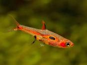 Spotted Dwarf Rasbora M image