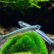 Stiphodon Goby | Stiphodon sp. undio blue 3-6cm