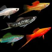 Sword Tail Assorted ML