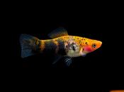 Swordtail Koi Sanke | Xiphophorus helleri 3-4cm
