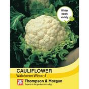 Cauliflower 'Walcheren Winter Pilgrim' 5 image