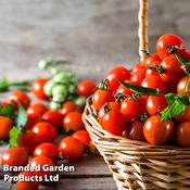 Tomato 'Consuelo' (Crimson Cherry)