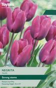 Tulip Negrita (7 Bulbs Per Pack) image