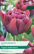Tulip Alison Bradley (12 Bulbs Per Pack) image